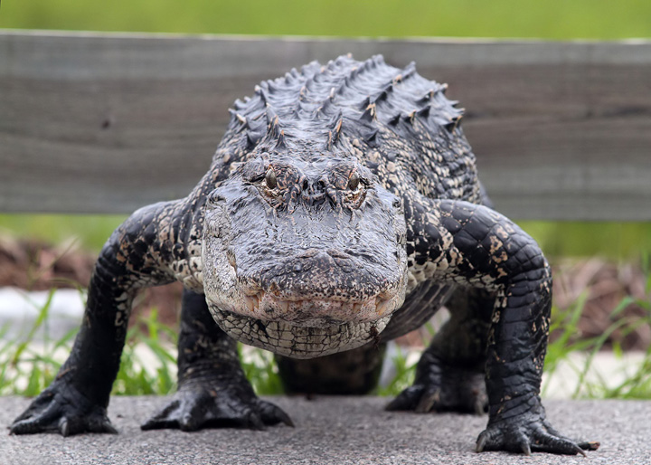 Orasul blestemat: Un copil de doi ani, rapit de un aligator in Orlando
