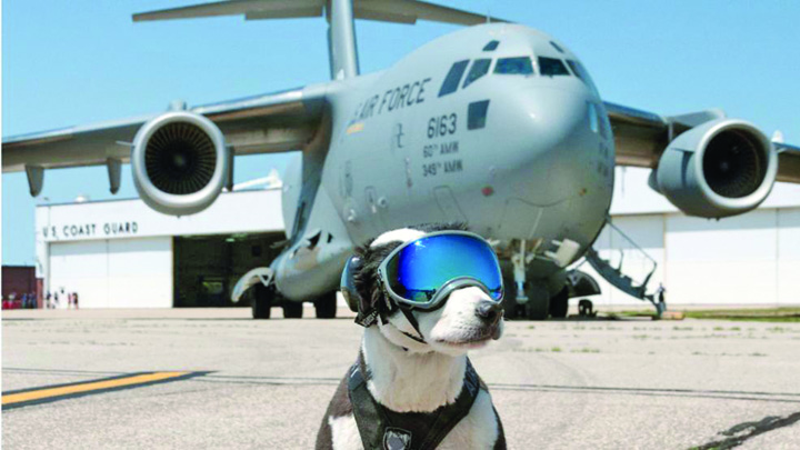 Piper, cainele care alunga pasarile de pe aeroport!