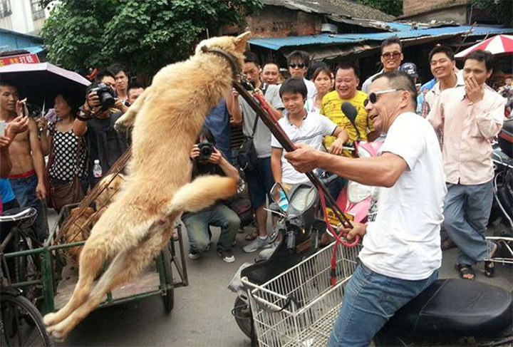 10.000 de caini mancati la Festivalul Carnii din China