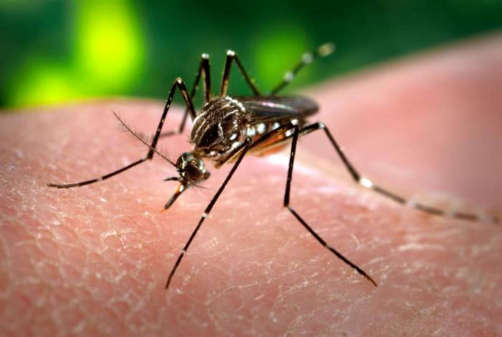 aedes_aegypti_cdc_gathany_78940700 - Ziarul National