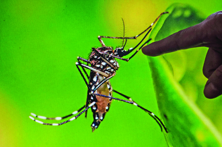 Zika inteapa si Romania