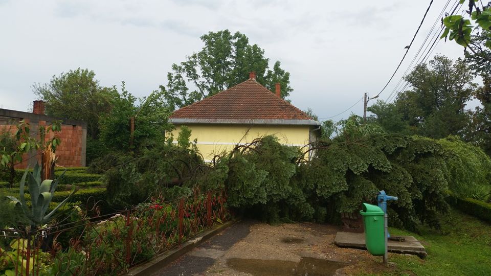 Vijelie in Timis. Copaci doborati, acoperisuri afectate de vant, dar si drumuri inundate