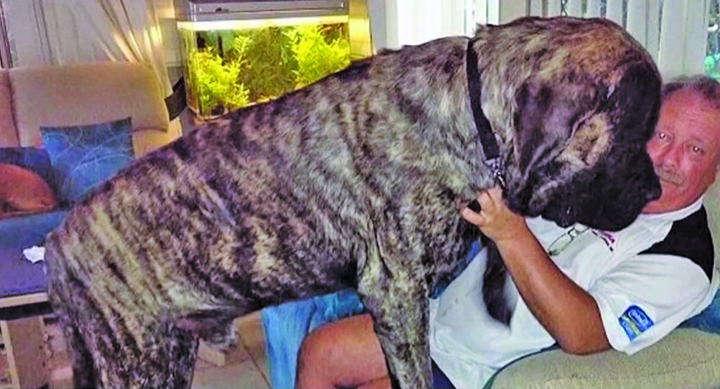 Dulau de categoria grea: 113 kg