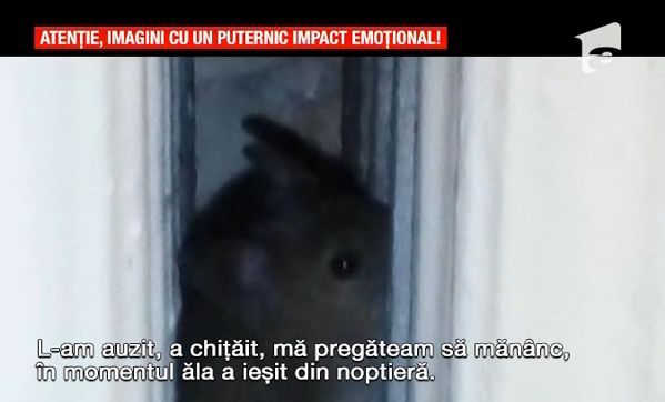 Sectia unui spital dintr-un oras autohton, inchisa pentru deratizare