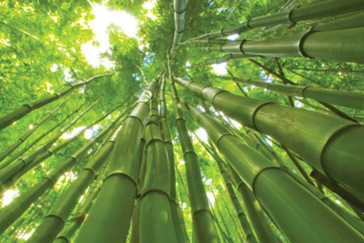 Afacerea secolului: plantatia de bambus-gigant