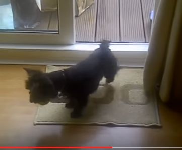 Nici cateii nu intra in casa pana nu se sterg pe picioare! (VIDEO)