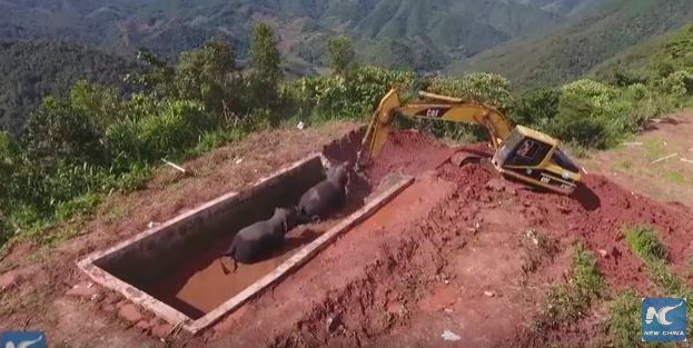 Familie de elefanti, salvata dupa eforturi impresionante (VIDEO)