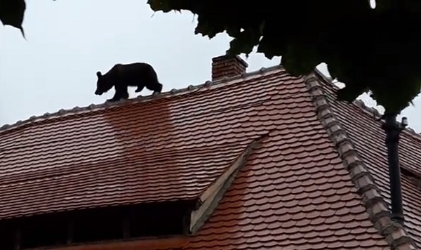 Si Ministerul Mediului cere ancheta in cazul ursului impuscat in Sibiu