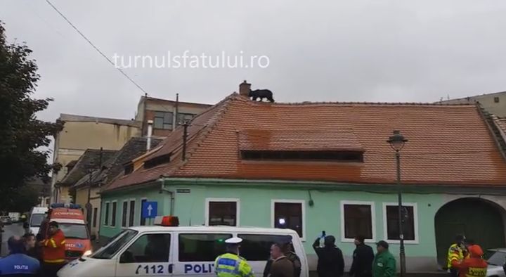 Un urs ajuns pe acoperisurile unor case din Sibiu a fost impuscat (VIDEO)