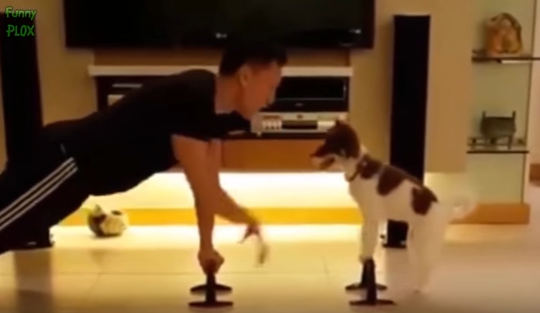 Cateii care fac sport mai ceva ca stapanii! (VIDEO)