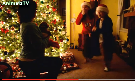 Cand surpriza din cadoul de Craciun e un catelus, reactiile sunt pe masura (VIDEO)