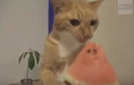 Si pisicile savureaza o felie de pepene (VIDEO)