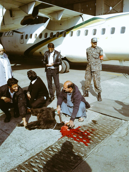 Pakistan Airlines sacrifica animale pe pista