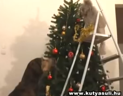 Echipa cateilor care decoreaza de minune pomul de Craciun (VIDEO)
