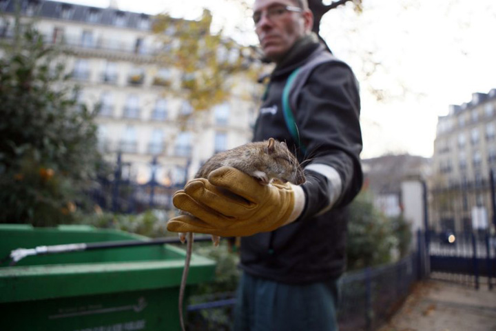 Paris, in razboi cu sobolanii