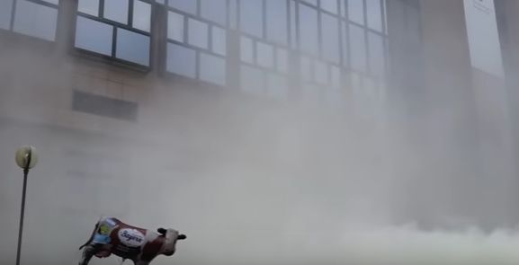 A „nins” cu lapte praf la Bruxelles! (VIDEO)