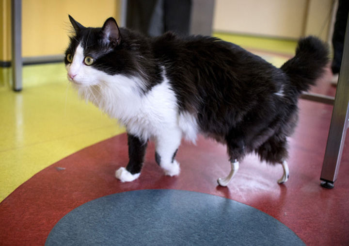 BULGARIA-ANIMAL-HEALTH-OFFBEAT - Ziarul National