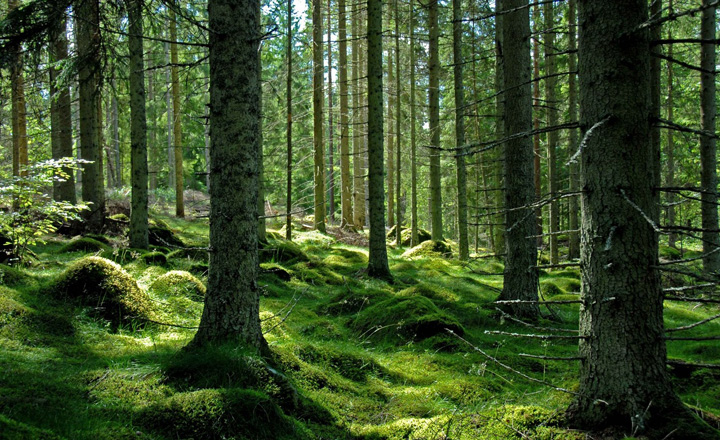 BOR pierde padurile Bucovinei