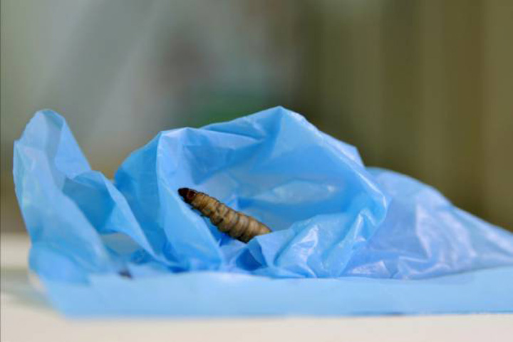 Larva mancatoare de plastic, salvarea mediului