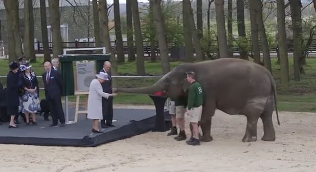 Regina Elisabeta, filmata in fata unui elefant. Reactia amuzanta a pahidermului! (VIDEO)