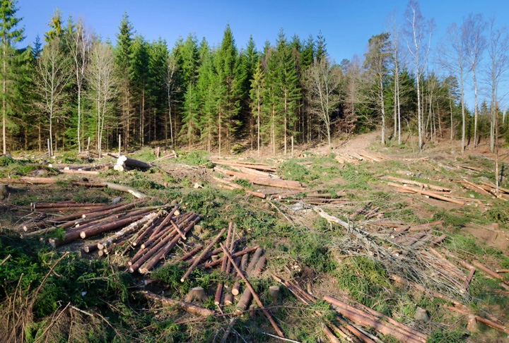 Schweighofer renunta la exploatarea padurilor virgine
