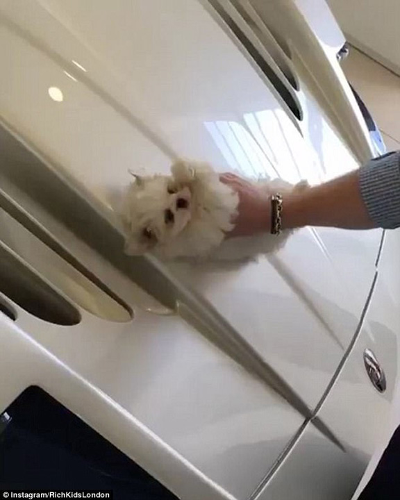 Isi sterge bolidul cu un bichon maltez!