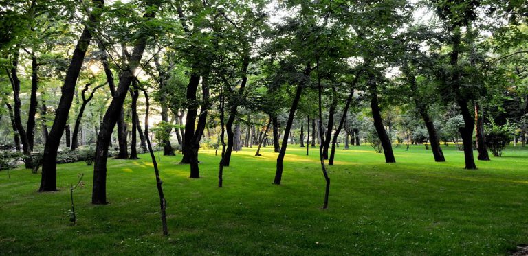 Primaria Sectorului 1 si comunitatea locala ecologizeaza Padurea Baneasa