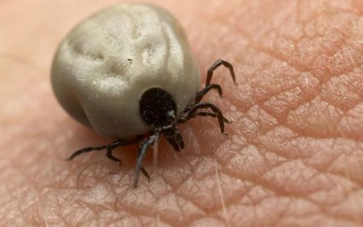 ATENTIE! Muscatura de capusa te face alergic la carne