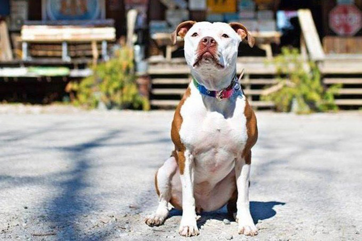 Un pitbull, primar in SUA