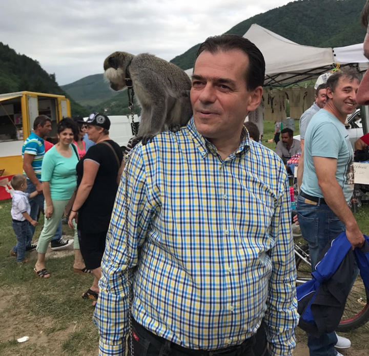 orban maimuta - Ziarul National
