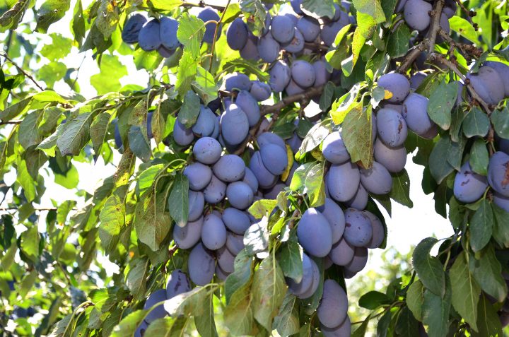prune-in-parga - Ziarul National