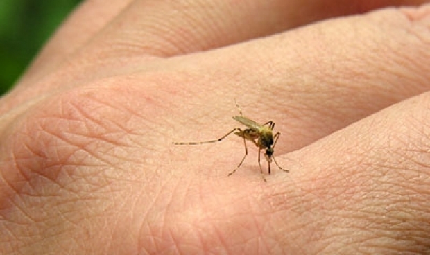 Date oficiale despre West Nile: 6 decese in tara, 3 in Capitala