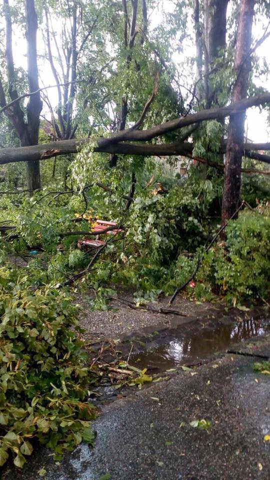 Cluj: 8 oameni blocati pe un drum – copaci cazuti pe carosabil