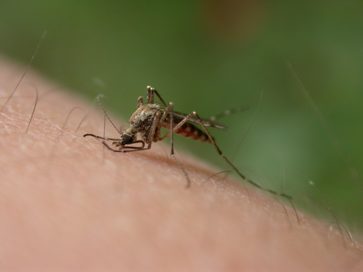 West Nile. 12 romani au murit 