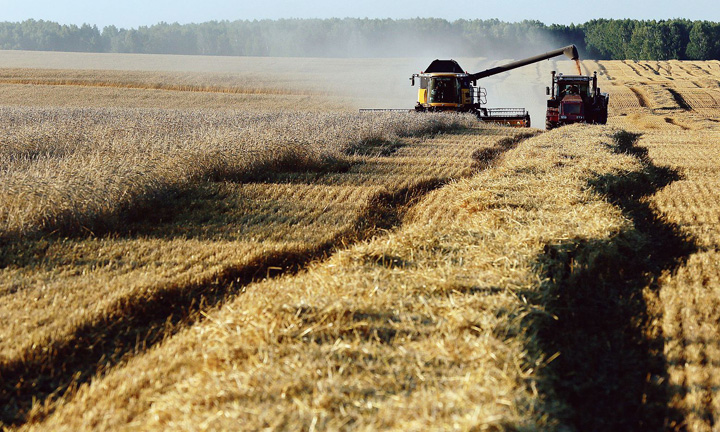A combine harvests wheat in a field of the Solgonskoye farming company near Talniki - Ziarul National