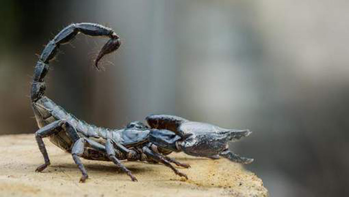 Un scorpion a tinut un avion la sol