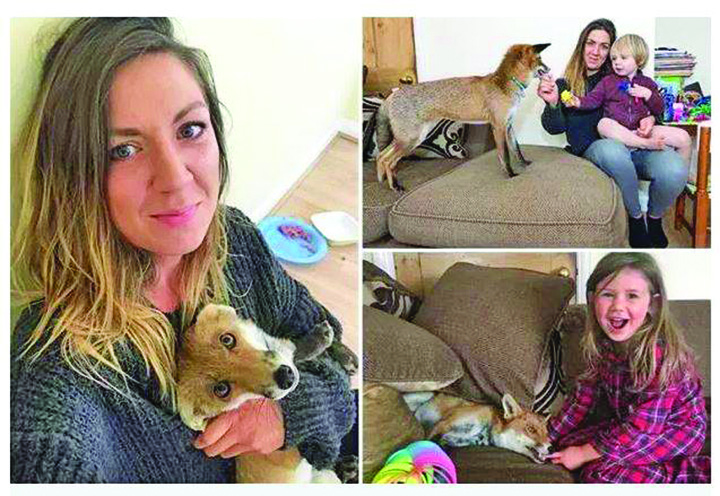 Tine in casa o vulpe, animal de companie pentru cei doi copii!