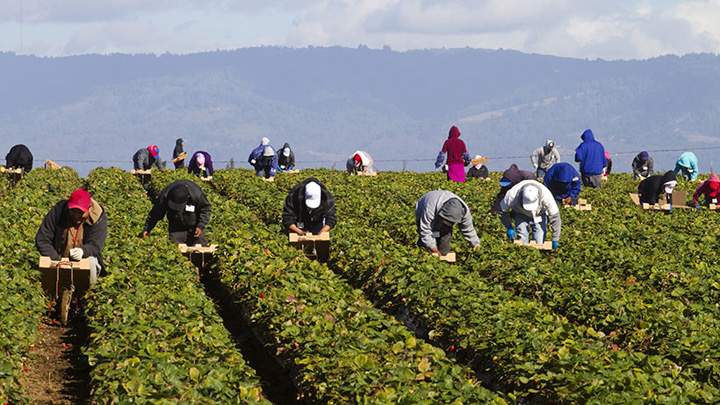 Canada, plantatie pentru un milion de imigranti