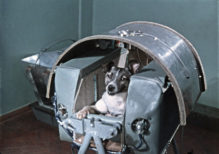 Cateaua Laika, primul cosmonaut al planetei