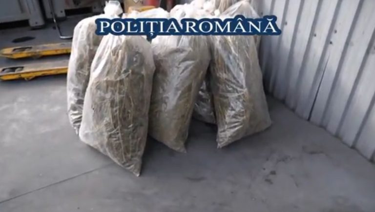 VIDEO. Politistii romani au distrus peste o tona de droguri confiscate