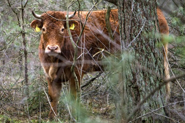 A fugit de abator si a devenit vedeta nationala