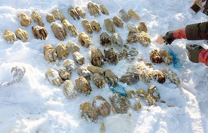 54 de maini taiate, descoperite in Siberia