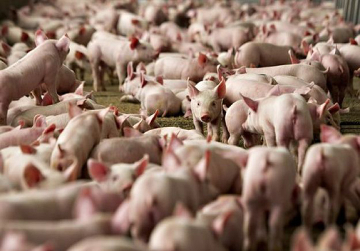 Tara care are de doua ori mai multi porci decat oameni