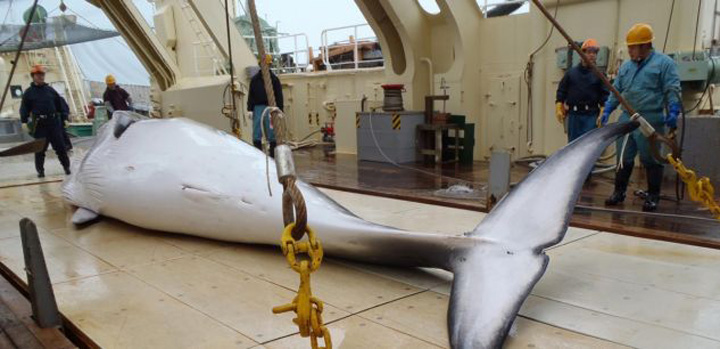 Japonia a ucis 333 de balene in Antarctica