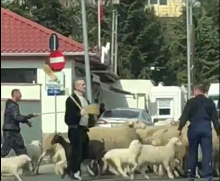 Gigi, oierul