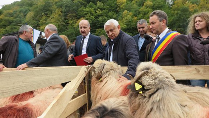 Daea, ai facut-o de oaie!
