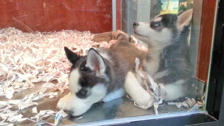 Primaria vrea sa interzica vanzarea de caini si pisici in pet-shopuri