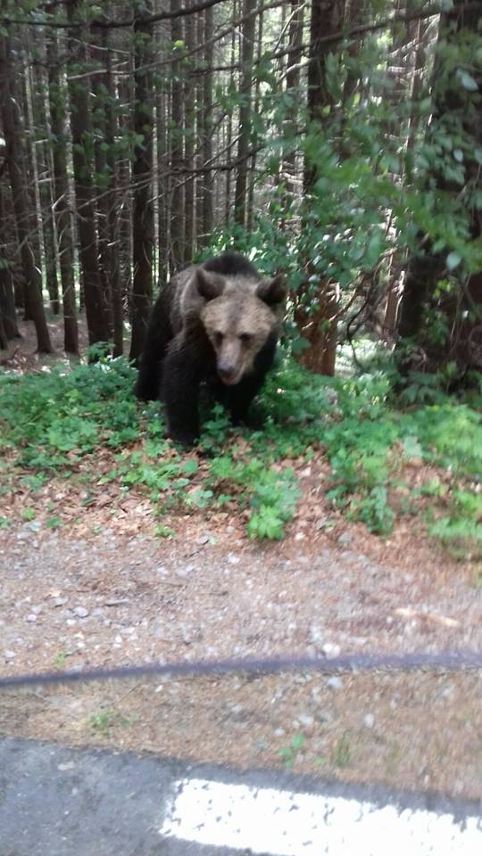Muscata de urs, in zona Lacului Sf. Ana. Turista ar fi vrut un selfie