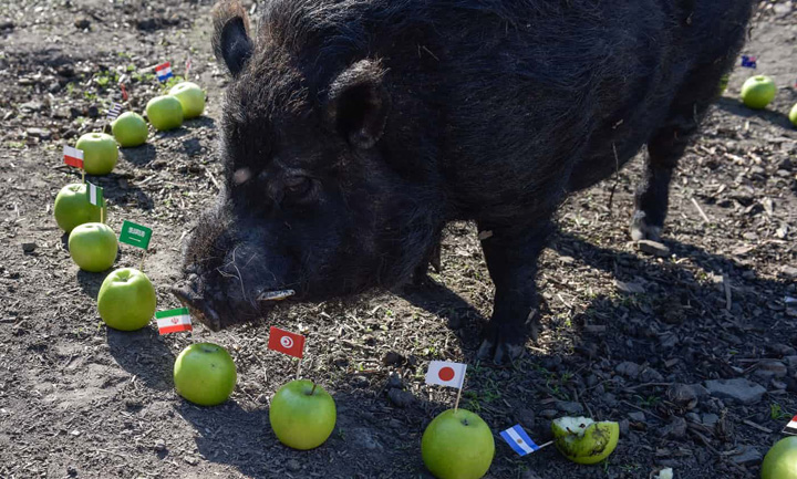 Porcul, pisica sau elefantul, noii prezicatori ai rezultatelor meciurilor