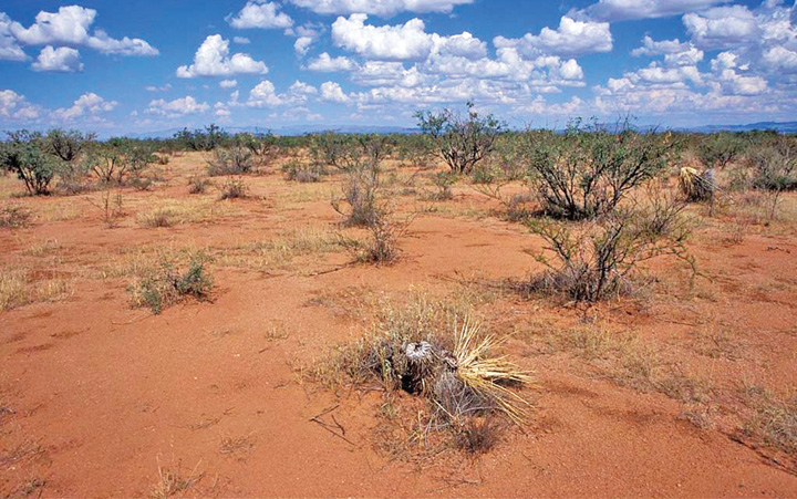 Desertificare - Ziarul National